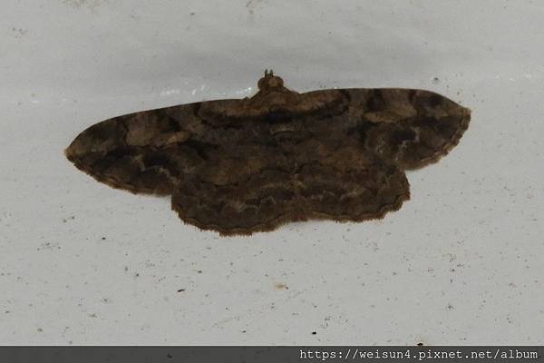 昆蟲綱_鱗翅目_尺蛾科_枝尺蛾亞科_擬霜尺蛾屬_碎紋擬霜尺蛾_20190523_竹縣_豐鄉國小.JPG