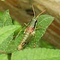 昆蟲綱_直翅目_蝗科_瘤喉蝗-殘_竹縣_馬武督探索森林_20190630.JPG
