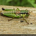 昆蟲綱_直翅目_蝗科_瘤喉蝗-便_竹縣_馬武督探索森林_20190630.JPG
