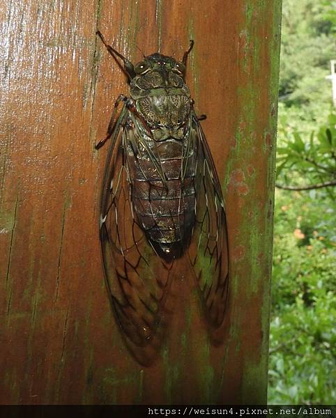 昆蟲綱_同翅目_蟬科_大蟬屬_可禮大蟬_桃園_塔那_20190630.JPG