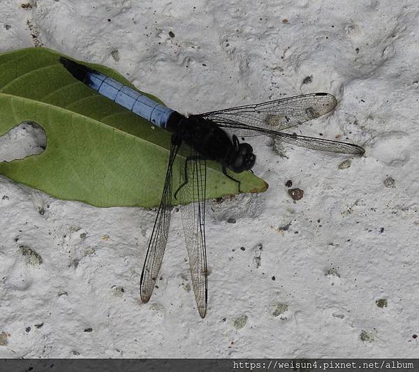 昆蟲綱_蜻蛉目_蜻蜓科_鼎脈蜻蜓-雄_竹縣_馬武督探索森林_20190707.JPG