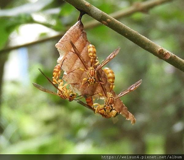 昆蟲綱_膜翅目_胡蜂科_變側異腹胡蜂-_竹縣-大崎棟_20190711.JPG