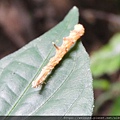 昆蟲綱_鱗翅目_尺蛾科_姬尺蛾亞科_缺口姬尺蛾_竹縣-大崎棟_20190711.JPG