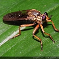 昆蟲綱_雙翅目_食蟲虻科_食蟲虻-黃腳_20190805_竹縣-大崎棟.JPG