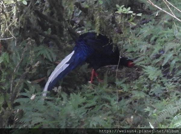 鳥綱_雞形目_雉科_藍腹鷳-雄_宜蘭-明池_20191213.JPG