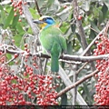 鳥綱_鴷形目_鬚鴷科_擬啄木屬_五色鳥_竹縣-萬里山園_20200212.JPG