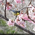 鳥綱_雀形目_山雀科_黃山雀_竹縣-萬里山園_20200212.JPG