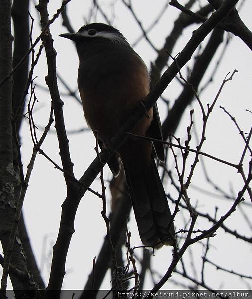 鳥綱_雀形目_噪眉科_白耳畫眉_竹縣-萬里山園_20200213.JPG