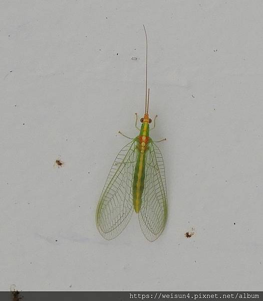 昆蟲綱_脈翅目_草蛉科_草蛉_竹縣-樂善堂_20160326.JPG