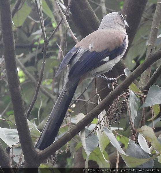 鳥綱_雀形目_鴉科_樹鵲_竹縣-大山背_20200410.JPG