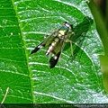 昆蟲綱_雙翅目_長腳虻科_長足虻_南投-竹山_202020621_(婉君).JPG
