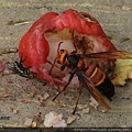 昆蟲綱_膜翅目_胡蜂科_黑尾虎頭蜂_苗栗縣-勝興車站_20200716.JPG