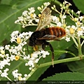 昆蟲綱_膜翅目_蜜蜂科_熊蜂屬_雙色熊蜂_苗縣-薑麻園_20200716.JPG