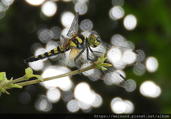 昆蟲綱_蜻蛉目_蜻蜓科_扶桑蜻蜓-雌_苗縣-勝興車站_20200716.JPG