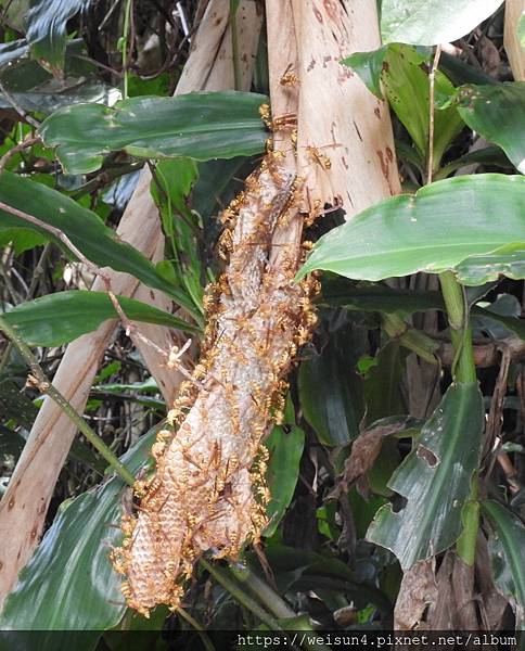 昆蟲綱_膜翅目_胡蜂科_變側異腹胡蜂-巢_竹縣-騎龍古道_20200731.JPG