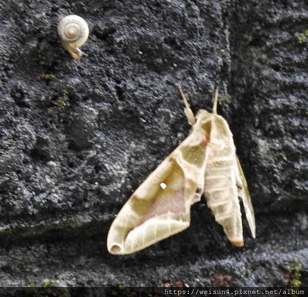 昆蟲綱_鱗翅目_天蛾科_構月天蛾_桃園-石門水庫_20200816.JPG