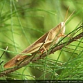 昆蟲綱_直翅目_斑腿蝗科_白條細蝗_竹縣-箭竹窩_20200827.JPG