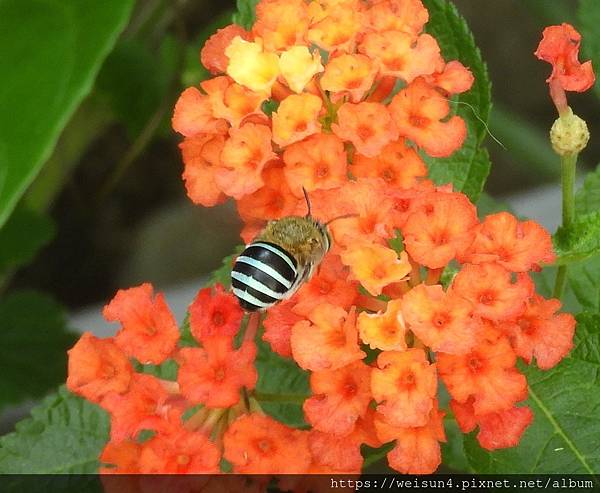 昆蟲綱_膜翅目_蜜蜂科_青條花蜂_20201002_竹縣-張學良故居.JPG