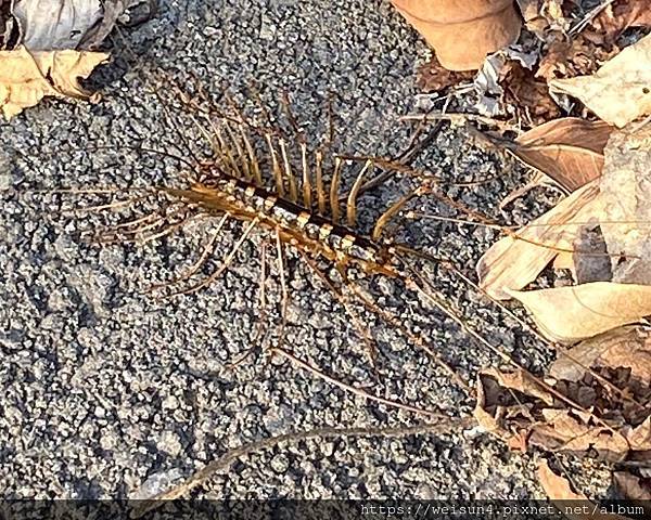 唇足綱_蚰蜒目_蚰蜒科_蚰蜒_竹縣-三聖宮_20210808.jpg