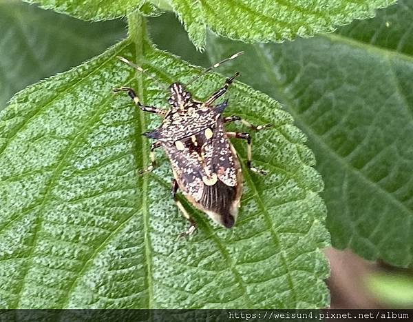 昆蟲綱_半翅目_椿象科_叉角厲椿象_竹縣-九芎湖_20200331.jpg