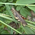 昆蟲綱_直翅目_斑腿蝗科_短角異斑腿蝗_竹縣-九芎湖_20200331.jpg
