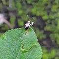 昆蟲綱_鞘翅目_金花蟲科_藍帶細頸金花蟲_20220622_埔里-天旨宮 (kay).JPG