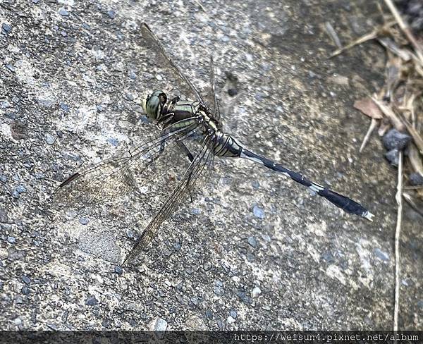 昆蟲綱_蜻蛉目_蜻蜓科_杜松蜻蜓_竹縣-三聖宮_20220609.jpg