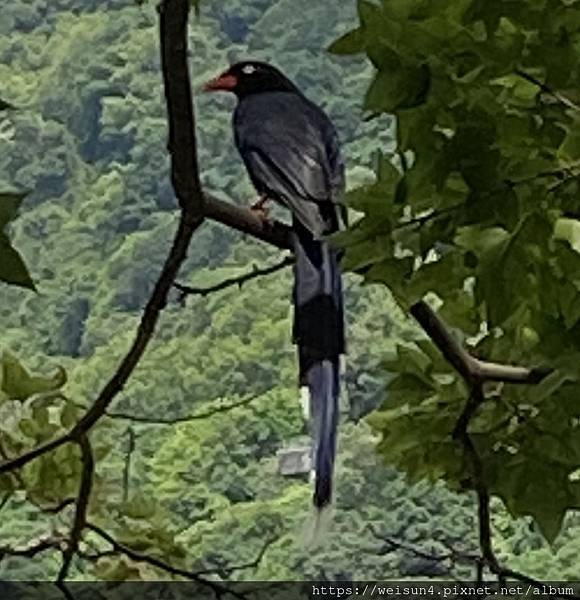 鳥綱_雀形目_鴉科_台灣藍鵲_桃園-石門水庫_20220710.jpg