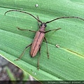 昆蟲綱_鞘翅目_天牛科_梭德氏薄翅天牛_竹縣-九芎湖_202200707.jpg