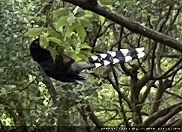 鳥綱_雀形目_鴉科_台灣藍鵲_桃園-石門_20220731.jpg