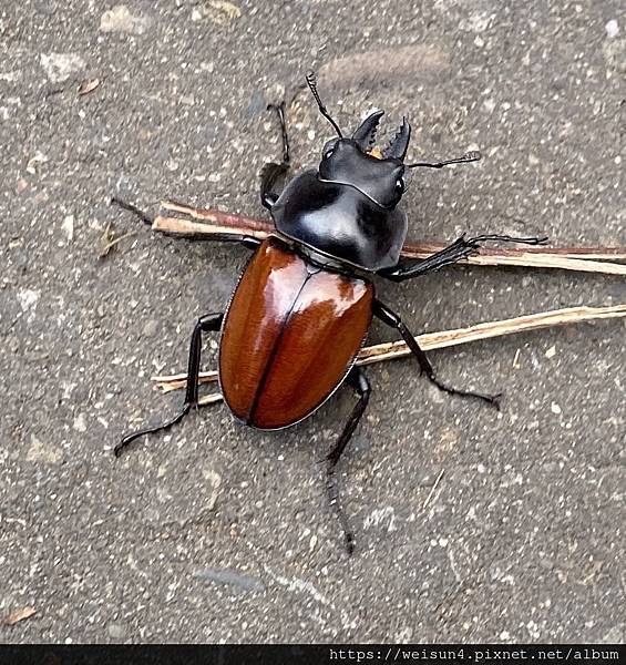 昆蟲綱_鞘翅目_鍬形蟲科_紅圓翅鍬形蟲-雄_20220925_桃園-石門水庫.jpg