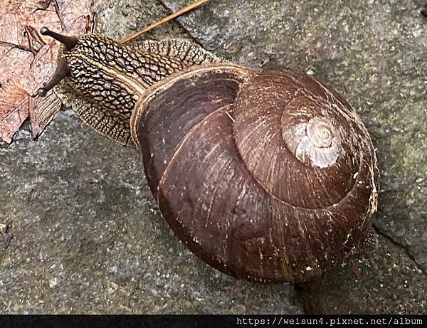 腹足綱_柄眼目_扁蝸牛科_斯文豪大蝸牛_20220925_桃園-石門水庫.jpg