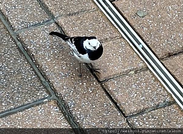 鳥綱_雀形目_鶺鴒科_白鶺鴒_20221101_桃園-華泰名品城.jpg