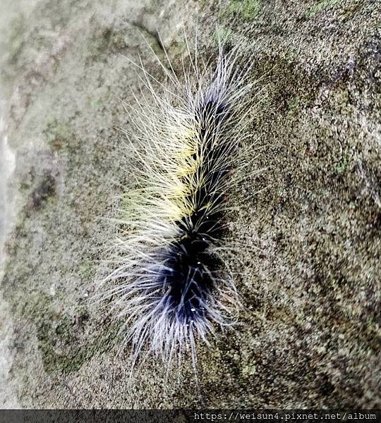 昆蟲綱_鱗翅目_燈蛾科_苔蛾亞科_巨網苔蛾_苗縣-神龍山莊_20230527 (吳文宗).JPG