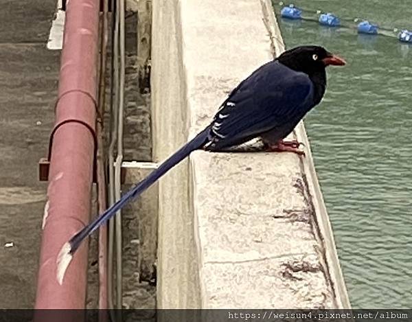 鳥綱_雀形目_鴉科_台灣藍鵲_桃園-石門水庫_20230511.jpg