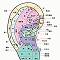 耳朵穴位圖_2.jpg