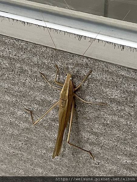 昆蟲綱_直翅目_螽斯總科_螽蟴科_台灣騷蟴_竹縣-台元_20230711 (田心怡).JPG
