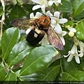 昆蟲綱_膜翅目_蜜蜂科_熊蜂屬____苗縣-神龍山莊_20230715.jpg