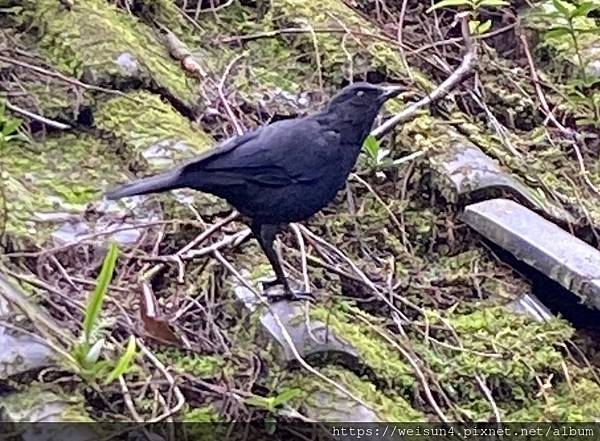 鳥綱_雀形目_鶇科_台灣紫嘯鶇_宜蘭_明池_20231023.jpg