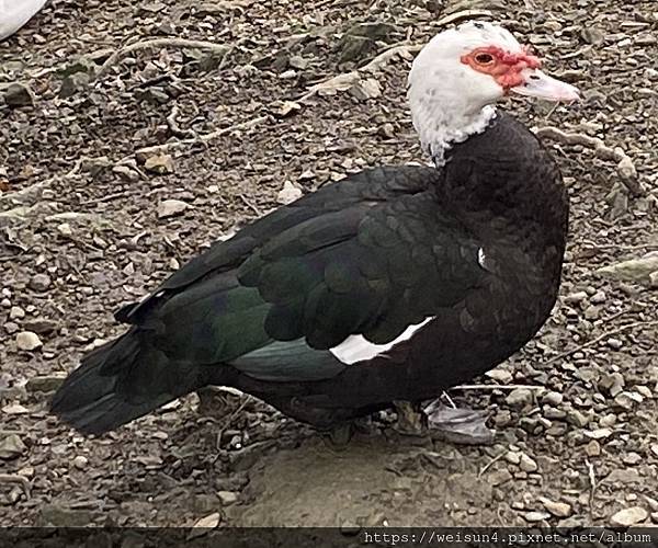 鳥綱_雁形目_鴨科_棲鴨屬_疣鼻棲鴨_宜蘭-龍潭湖_20231223.jpg