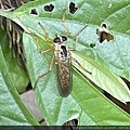 昆蟲綱_雙翅目_食蟲虻科_食蟲虻_竹縣-五指山_20240516.jpg