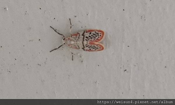 昆蟲綱_鱗翅目_燈蛾科_苔蛾亞科_拐彎美苔蛾_竹縣-樂善堂_20270626.jpg