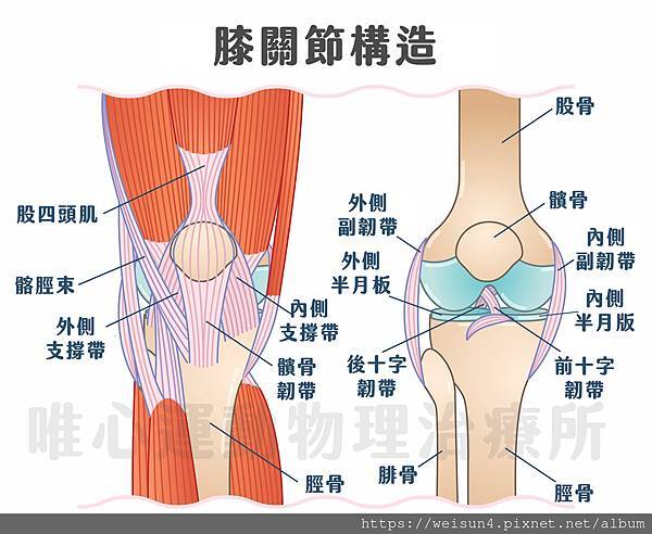 膝關節構造_維力骨科診所.jpg