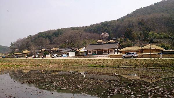 '14 韓國釜山．慶州．鎮海賞櫻 