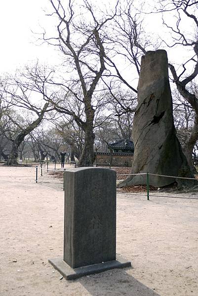 '14 韓國釜山．慶州．鎮海賞櫻