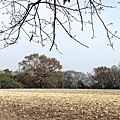 '14 韓國釜山．慶州．鎮海賞櫻