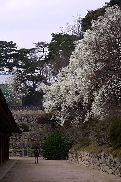 '14 韓國釜山．慶州．鎮海賞櫻