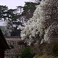 '14 韓國釜山．慶州．鎮海賞櫻