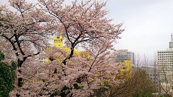 '14 韓國釜山．慶州．鎮海賞櫻