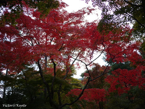 天龍寺 025.JPG